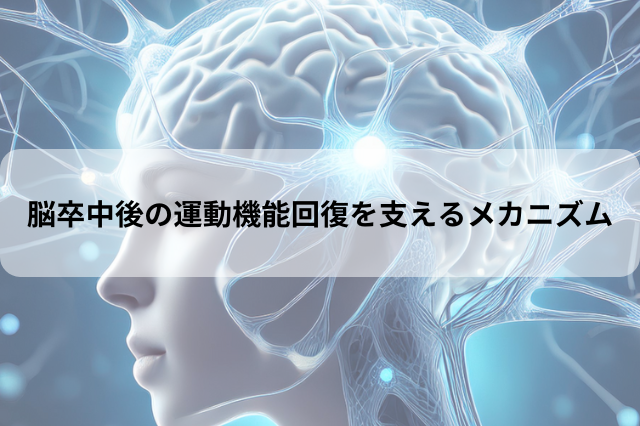 脳卒中後の運動機能回復を支えるメカニズム