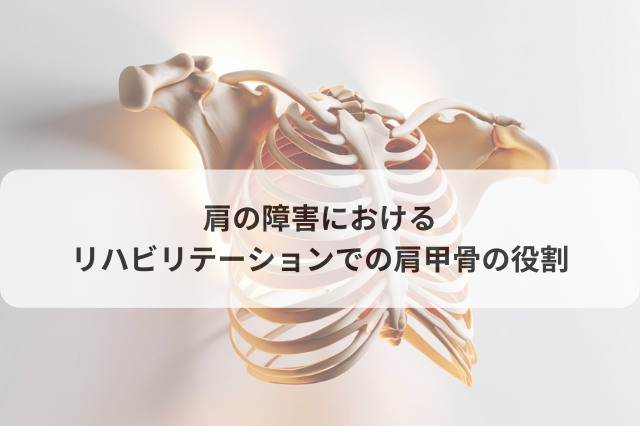 肩の障害におけるリハビリテーションでの肩甲骨の役割